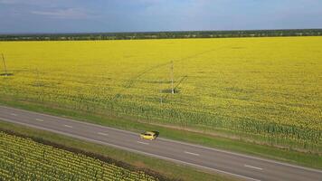 une voiture disques le long de un asphalte route par tournesol des champs. drone vue video