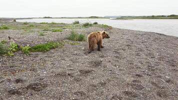 The Kamchatka brown bear walks through the rocky landscape video