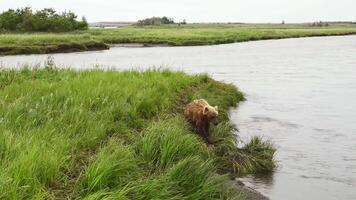 Kamchatka marron ours des promenades le long de le rivière sur le herbe dans chercher de nourriture video