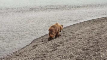 a Kamchatka Castanho Urso anda em através a rochoso panorama video