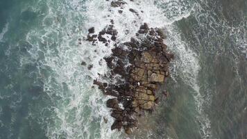 ondas falhando contra pedras . gaivotas sentado em a pedras video