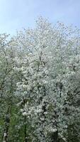 antenne visie van bloeiend bomen met wit bloemen in voorjaar video