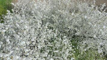 Antenne Aussicht von Blühen Bäume mit Weiß Blumen im Frühling video