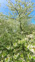 Smooth FPV Flight through blooming trees with white flowers in spring video