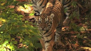 lento movimento uma tigre filhote foge dentro a outono floresta. desfocado video