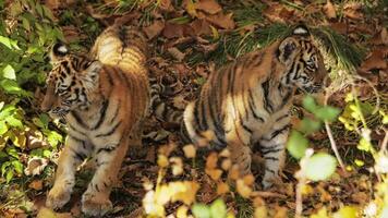 pequeno tigre filhotes olhando Fora para dentro a outono floresta video