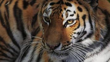 langzaam beweging de amur tijger leugens staren doordringend ergens video