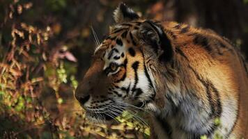 lento movimento un' tigre nel suo naturale habitat colleghi intensamente in il distanza video