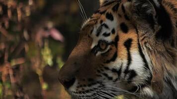 une tigre dans ses Naturel habitat pairs intensément dans le distance video