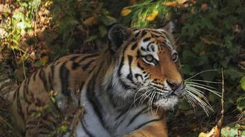a Amur tigre é deitado baixa e penetrantemente olhando em algum lugar video