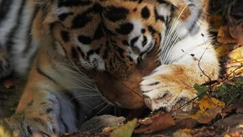 lento movimento uma lambendo tigre dentro a outono amarelo floresta video