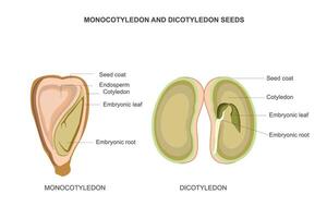 comparando monocotiledónea y dicotiledón semillas contrastes en germinación. vector