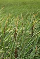 A lot of stems from green reeds. Unmatched reeds with long stems photo