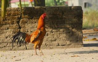 A photo showing a fighting rooster walking