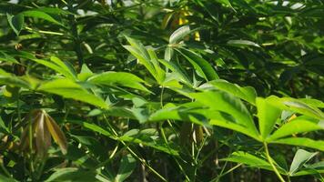 Cassava plants are grown in a traditional way in a region in Indonesia photo