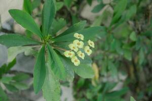 Yellow euphrobia flowers bloom beautifully in the morning photo