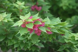 Bougainvillea Flowers, flower plants that are in great demand as ornamental plants around the house photo