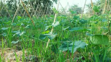 Green cucumber plants that are still young and have fresh green leaves photo