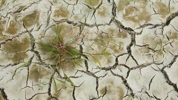 Cracked soil, a rice field that experiences cracks during the dry season photo