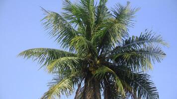 Coconut trees during the day are decorated with a blue sky background photo