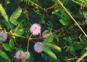 el flores de el tímido princesa planta o mimosa pudica l floración hermosamente foto