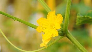 Yellow flowers of a cucumber plant photo