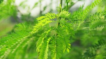 Fresh green petai leaves blown by the wind photo