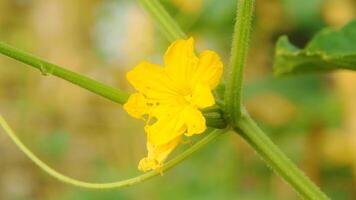 Yellow flowers of a cucumber plant photo