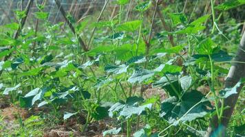 Green cucumber plants that are still young and have fresh green leaves photo