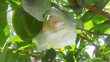 Fresco rojo correa Samsi agua guayaba todavía en el árbol, Listo a ser cosechado foto