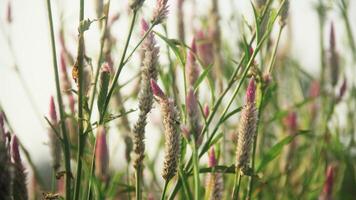 Flowers from grass and wild plants that bloom beautifully in the morning photo