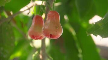 Fresh red thong samsi water guava still on the tree, ready to be harvested photo