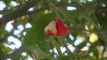 Fresh red thong samsi water guava still on the tree, ready to be harvested photo