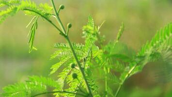 Fresh green petai leaves blown by the wind photo