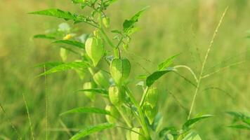 Physalis angulata or Ciplukan which grows around dry rice fields photo