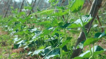 Green cucumber plants that are still young and have fresh green leaves photo