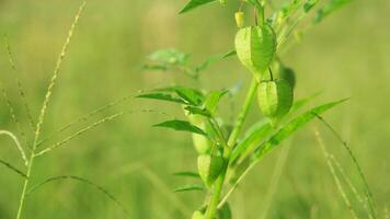 Physalis angulata or Ciplukan which grows around dry rice fields photo