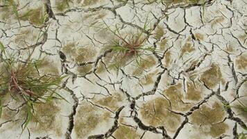 agrietado suelo, un arroz campo ese experiencias grietas durante el seco temporada foto