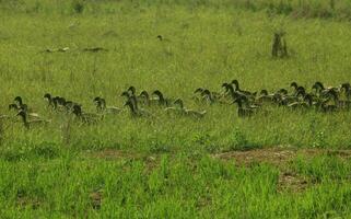 A group of ducks looking for natural food in grass covered agricultural land photo