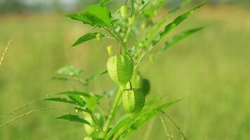 Physalis angulata or Ciplukan which grows around dry rice fields photo