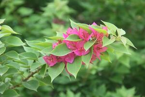 Bougainvillea Flowers, flower plants that are in great demand as ornamental plants around the house photo