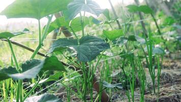 verde Pepino plantas ese son todavía joven y tener Fresco verde hojas foto