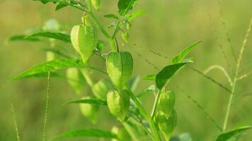 Physalis angulata or Ciplukan which grows around dry rice fields photo