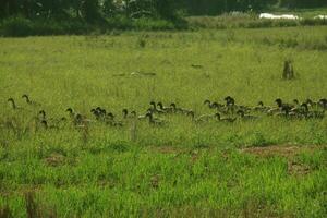 A group of ducks looking for natural food in grass covered agricultural land photo