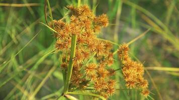 Flowers from grass and wild plants that bloom beautifully in the morning photo