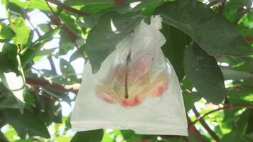 Fresh red thong samsi water guava still on the tree, ready to be harvested photo