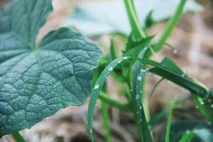 Green cucumber plants that are still young and have fresh green leaves photo