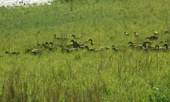 A group of ducks looking for natural food in grass covered agricultural land photo