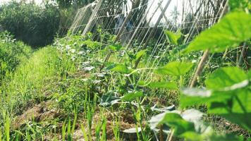 Green cucumber plants that are still young and have fresh green leaves photo