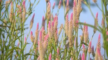 Flowers from grass and wild plants that bloom beautifully in the morning photo